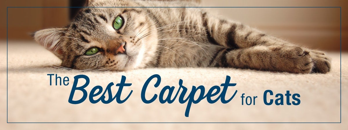 Cat claw proof carpet best sale